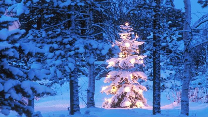 Andresen Nordmanntannen