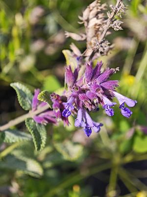 Blütenmeer GmbH Wildstauden Gärtnerei