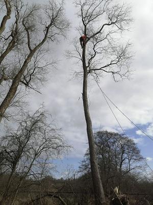Baumfällbetrieb Schaalby