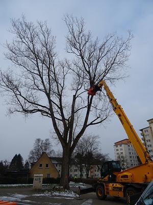 Baumpflege & Gartengestaltung König Fachagrarwirt für Baumpflege Fachbetrieb