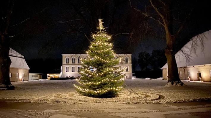 Weihnachtsbäume Gut Oestergaard