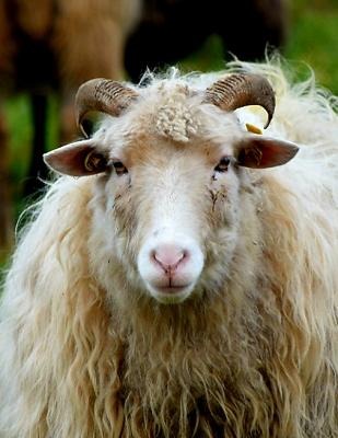 Schäferei Obere Treenelandschaft