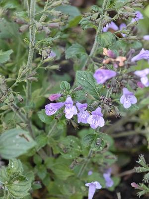 Bibelpflanzen-Garten