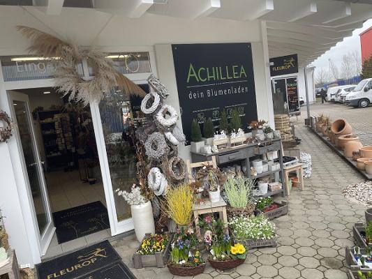 Achillea Dein Blumenladen