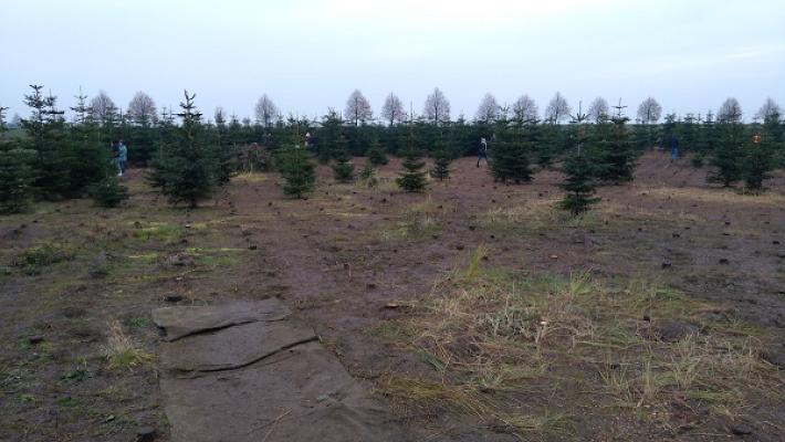 Weihnachtsbäume Salzatal