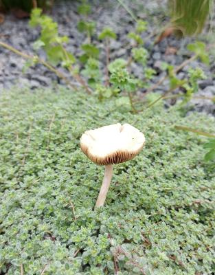 Alpina AG, Garten-, Landschafts- und Sportplatzbau