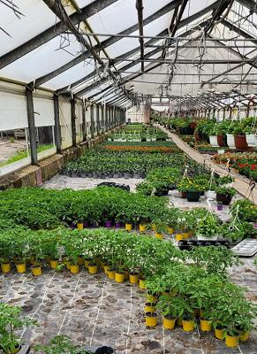 Aue-Frischgemüse Ohlendorf