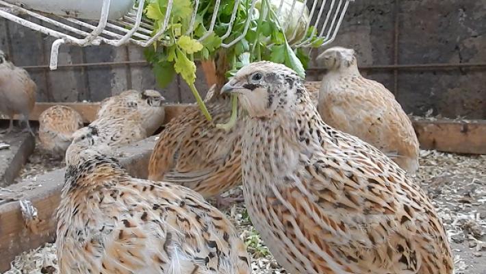 Wachtelfarm Hettstedt