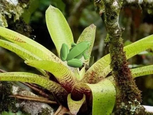 Bromelio Pflanzenraritäten