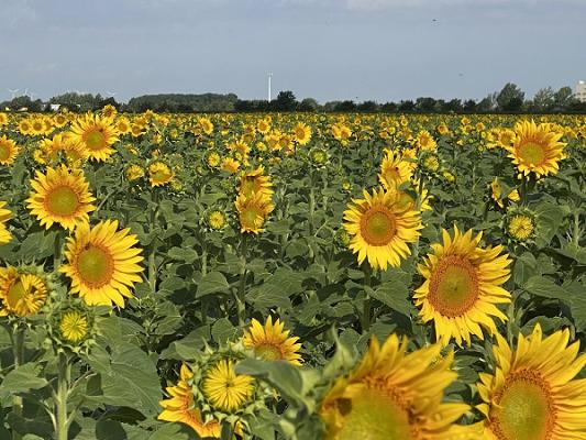 Kirschallee von Weißandt-Gölzau nach Riesdorf - Pflanzung durch Hering Landschaftsbau GmbH