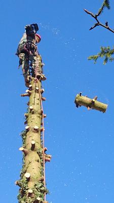 Baumpflege Joey Lee Evinger