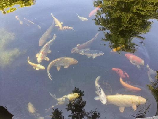 Teichshop, Koihändler und Teichbau für Sachsen-Anhalt - Sandersdorfer-Wassergarten