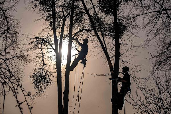 Baumdienst Wieczorek