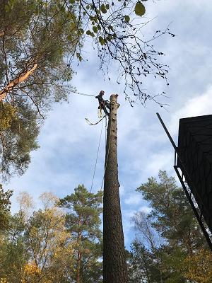 Baumpflege - Baumfällung Seiffert
