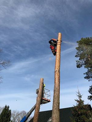 Baumpflege Hölzel KG