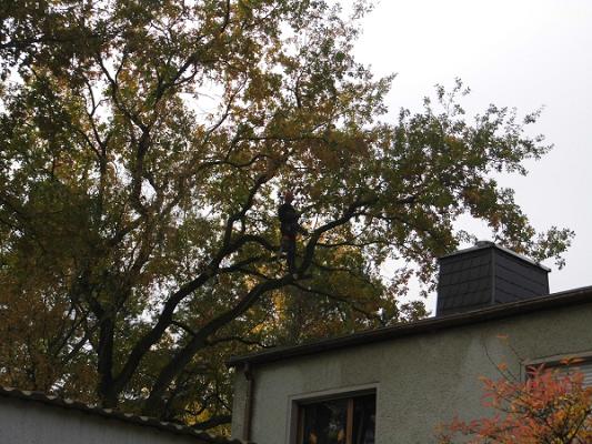 Baum-ab David Pfendt