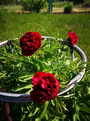 Sparte Kleingärtner Langenweddingen I "Schleibnitzer Weg" e.V.