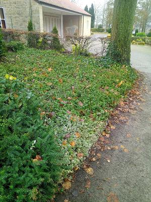 Friedhofsgärtnerei Bofinger