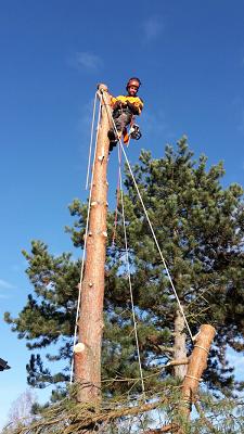 Baumpflege Nachtigal