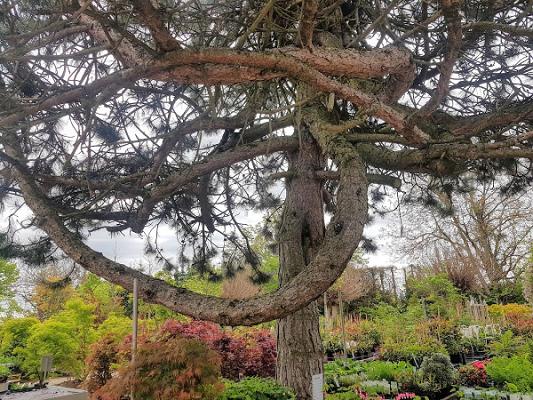 Waller GmbH Baumschulen