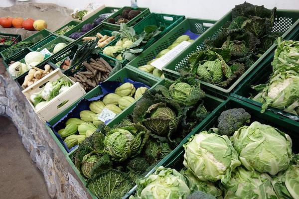 Bioland Gärtnerei Krummrein-Bruder