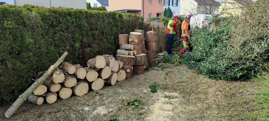 Treeologie Baumpflege GmbH