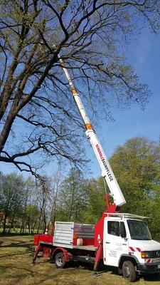 Bergholz Problembaumfällung, Baumfällung