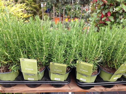 Baumschulen Vogg GmbH