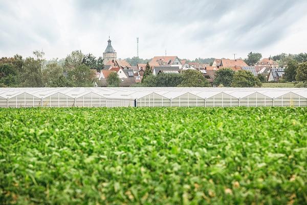 Rothenbücher Gartenbau eGbR