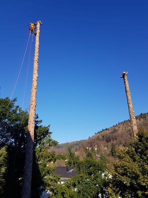 Neuensteiner Weihnachtsbäume
