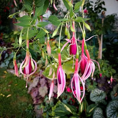 Anjas Fuchsien- und Raritätengarten