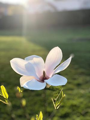 Gartenpflege Buzhala