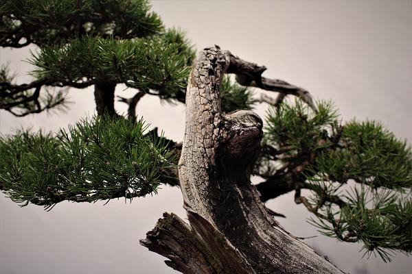 HappyBonsai