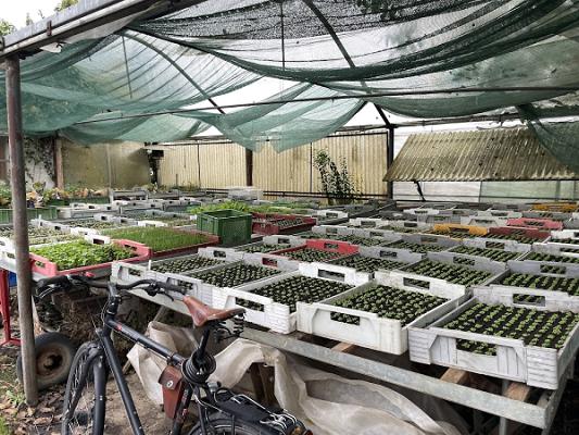 Biogärtnerei Hamann