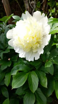 Gartengestaltung L.M.B