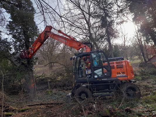 Baumpflege und Lohnarbeit Hörner