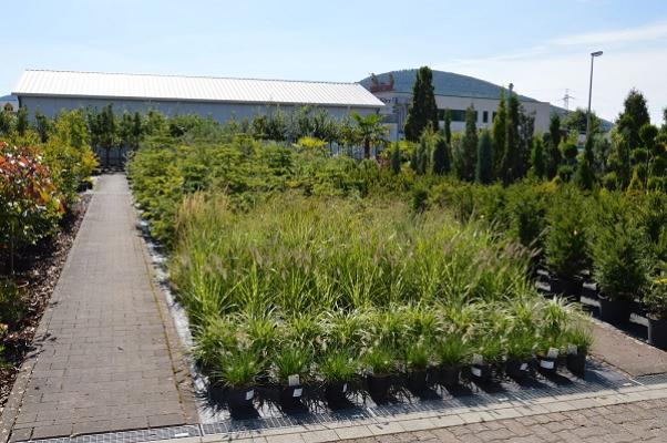 Zöller Garten- und Landschaftsbau | Pflanzencenter