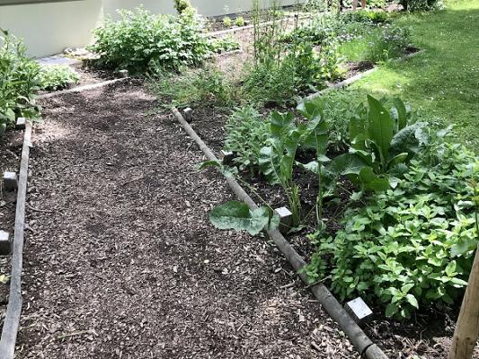 Heil- und Gewürzkräutergarten