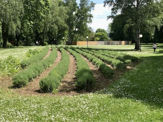 Lavendelgarten
