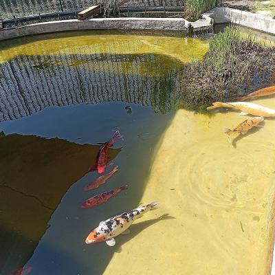 Koi Karpfen