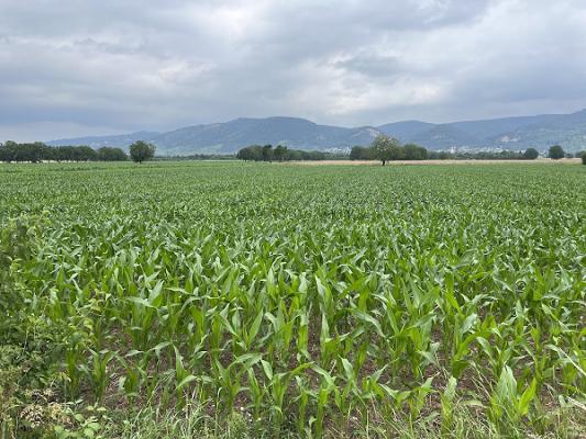 Böttinger, Garten- und Landschaftsbau GmbH