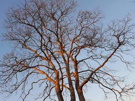 Baumpflege Sebastian Moos