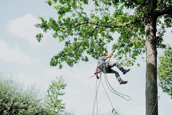 Baumpflege | Nicolas Kullmann