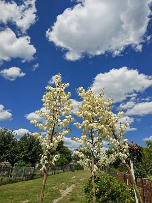 Gartensparte Heiterer Blick Schipkau e.V.