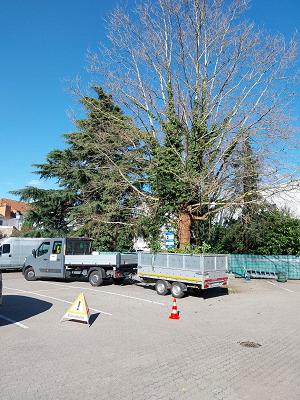 HD Baum&Gartenpflege