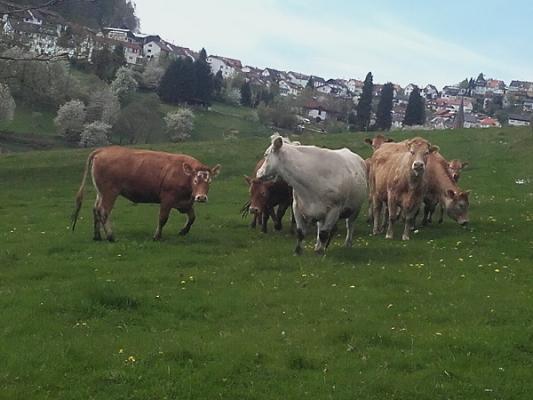 Andrea Hutwagner Gartengestaltung