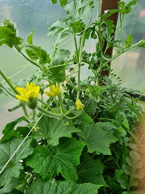 Schrebergartenanlage in Laudenbach