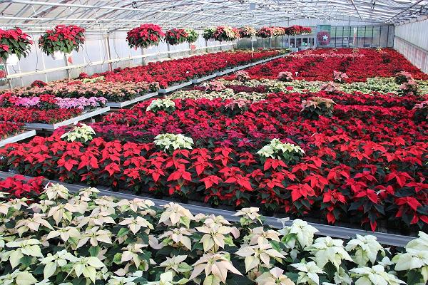 Blumenland Wiedmaier