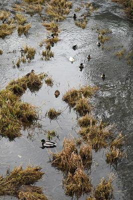 Stadtbrunnen und -garten