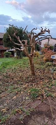 Hasenbau Gartenbau